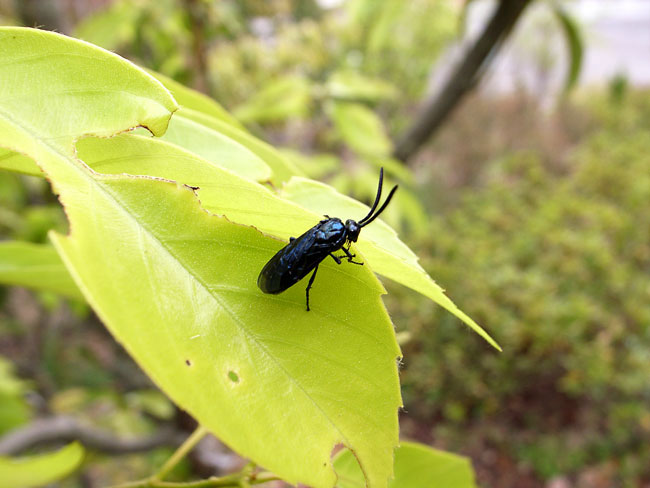 ルリチュウレンジバチ