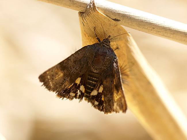小諸のニホンセセリモドキ