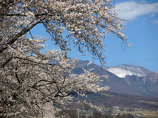 浅間とサクラ