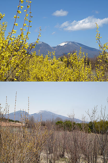 レンギョウと浅間