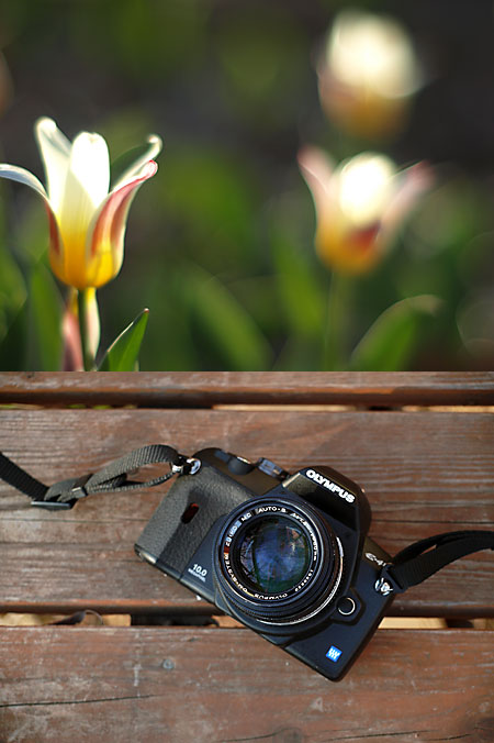 ミニチューリップをZuiko50mm1.4で