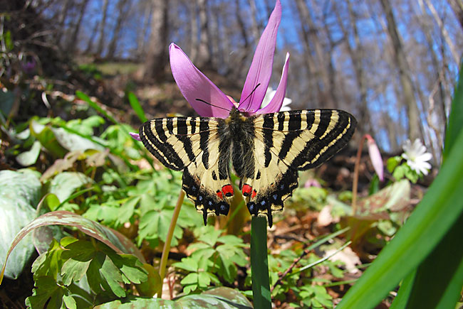 今年初のヒメギフチョウ