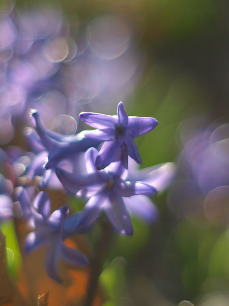 ヒヤシンス(OM ZUIKO 50mm1.4)