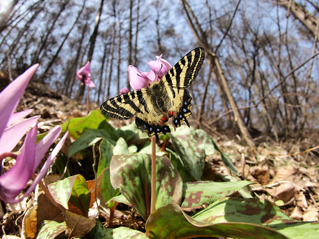 魚眼レンズでヒメギフチョウ