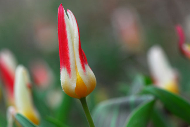 花を閉じたチューリップ