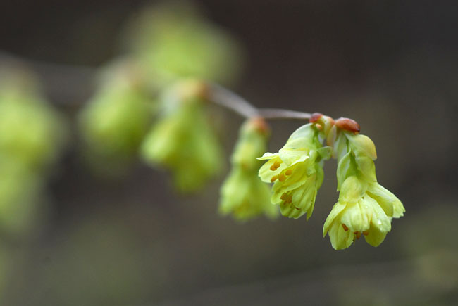 ヒュウガミズキ