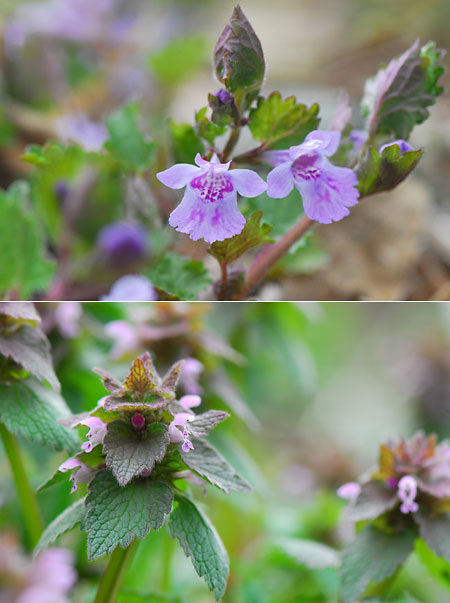 カキドウシとヒメオドリコソウ