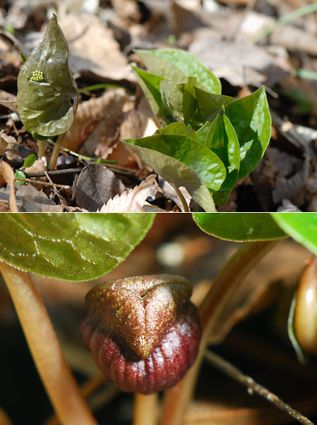 ウスバサイシン
