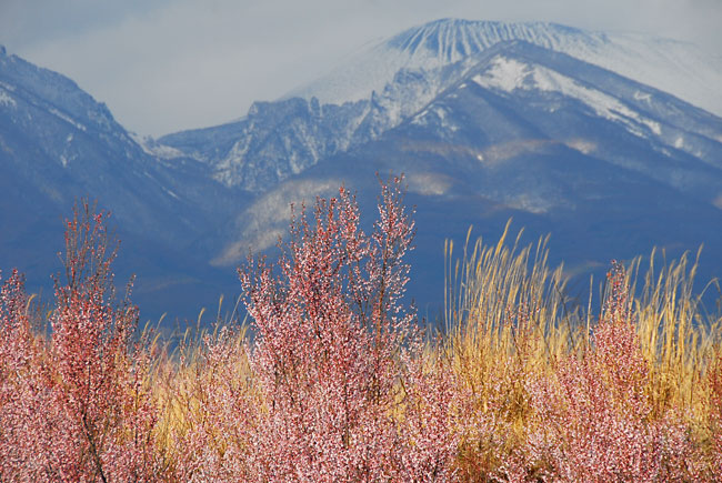 浅間とコヒガンザクラ