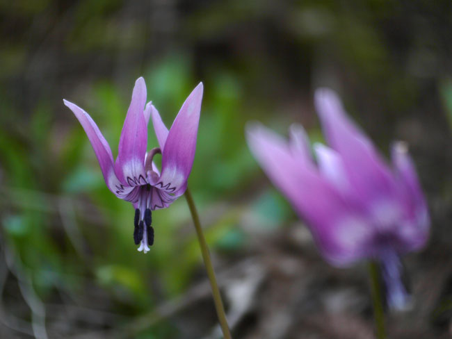 カタクリ(Summilux25mm1.4）