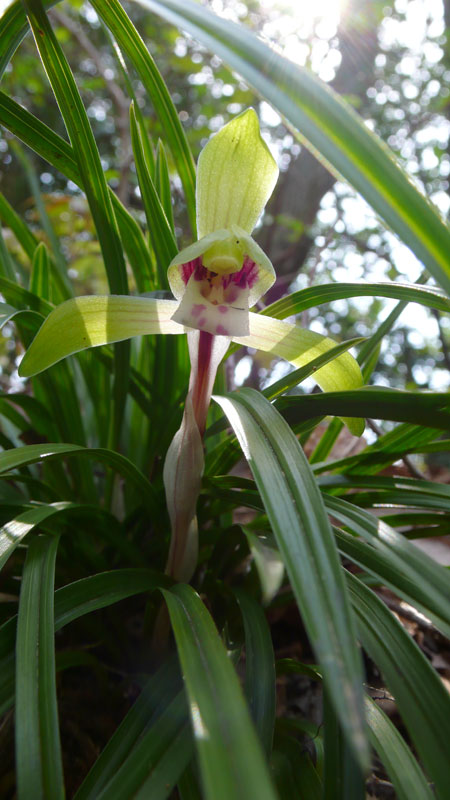 シュンラン（DMC-LX2)