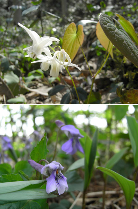 トキワイカリソウ(CaplioR6）