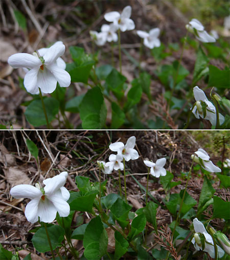 白いスミレ（DMC-LX2)