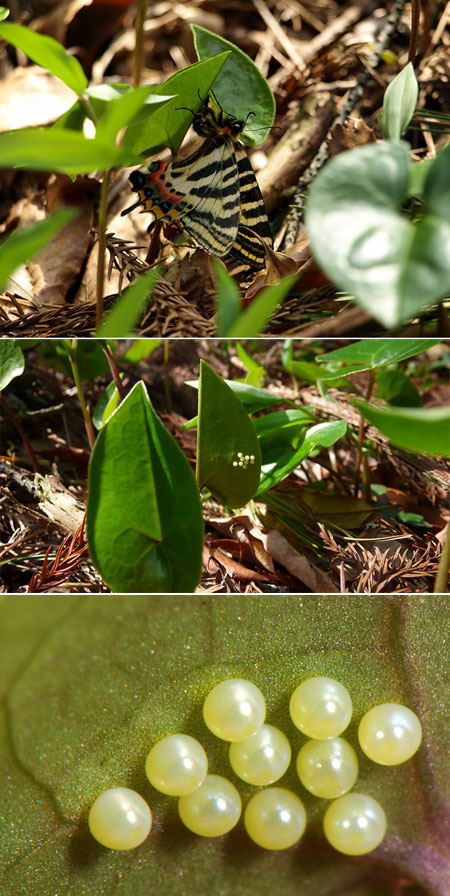 ギフチョウの産卵