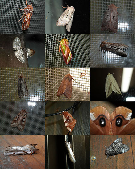 明かりに集まるスプリングエフェメラ