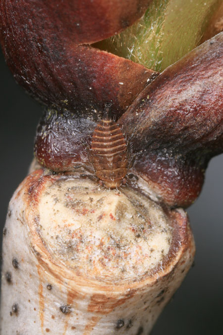 ツノゼミの幼虫