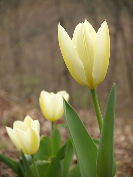 咲きはじめたチューリップ