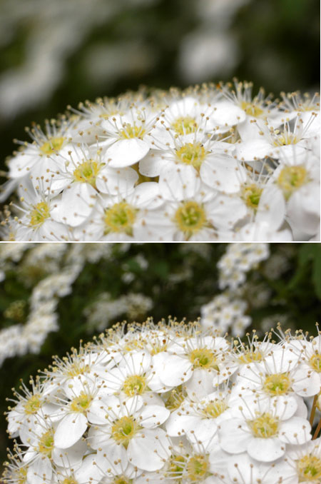 GX100の望遠マクロ