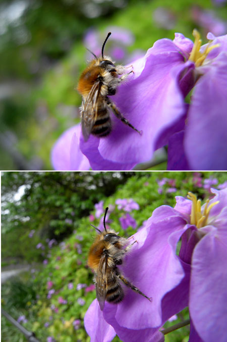 GX100のワイドマクロ