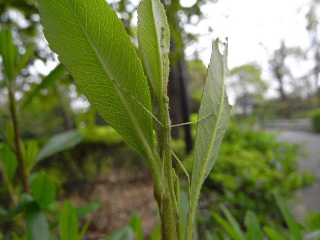 都心のナナフシ