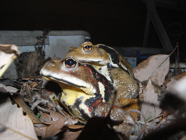 アトリエのヒキガエル