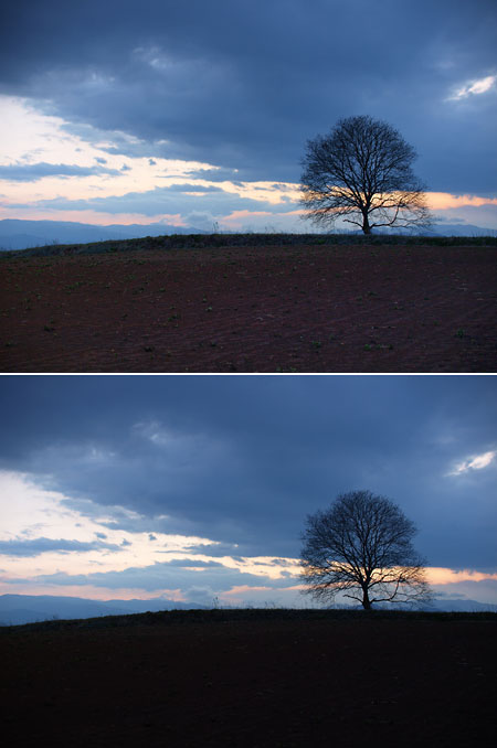 いつものクルミの木(自動トーン補正）