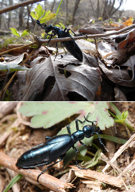 ツチハンミョウのオスとメス