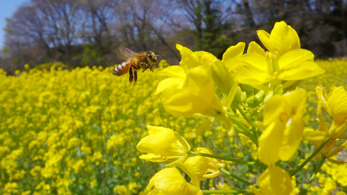 ナノハナ畑のミツバチ