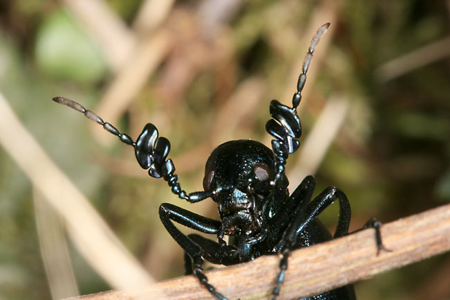 ヒメツチハンミョウ♂の触角