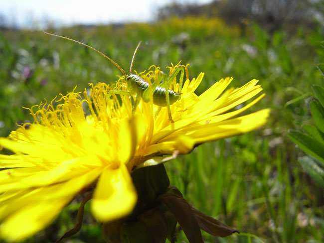 ヤブキリの幼虫