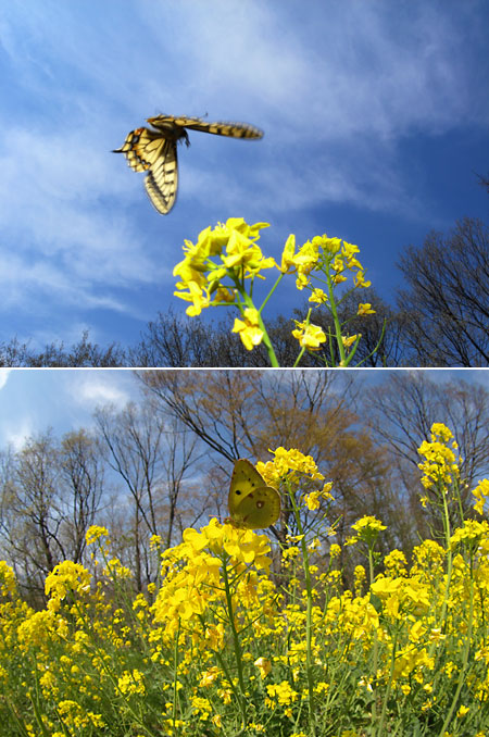 キアゲハとモンキチョウ