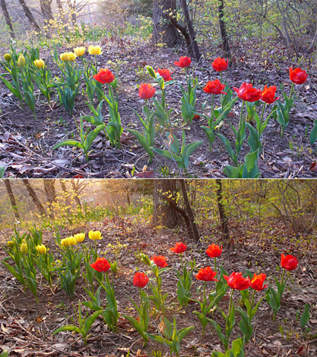 夕方のチューリップ(WBによる違い）