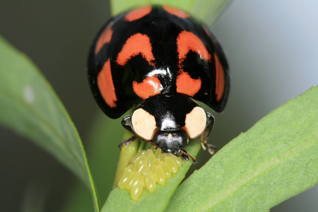 ヤナギハムシの卵を食べるカメノコテントウ