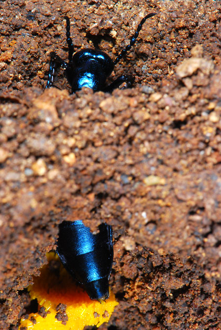 ツチハンミョウの産卵行動