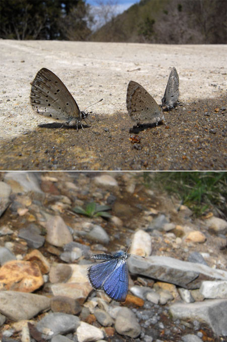 スギタニルリシジミ