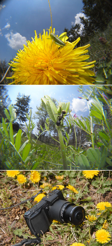 蜜腺に来るクロオオアリ（レンズ遊びGX100）