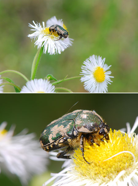 今年初めてのコアオハナムグリ