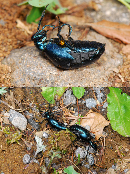 ツチハンミョウの擬死と交尾
