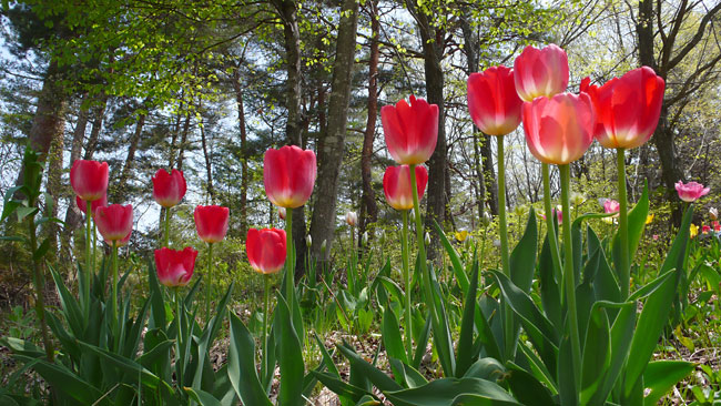 庭のチューリップ