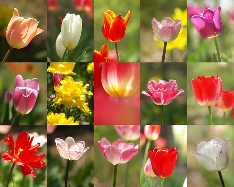 今朝のチューリップ