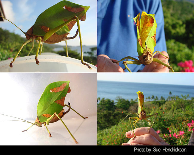 巨大コノハギス