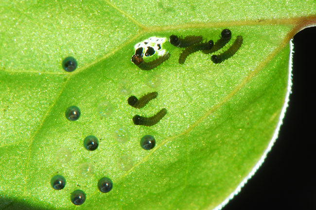 ヒメギフチョウの孵化