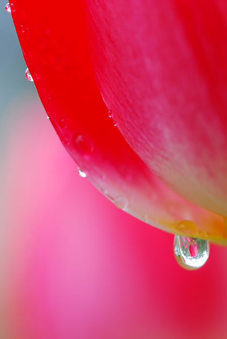 雨の日のチューリップ
