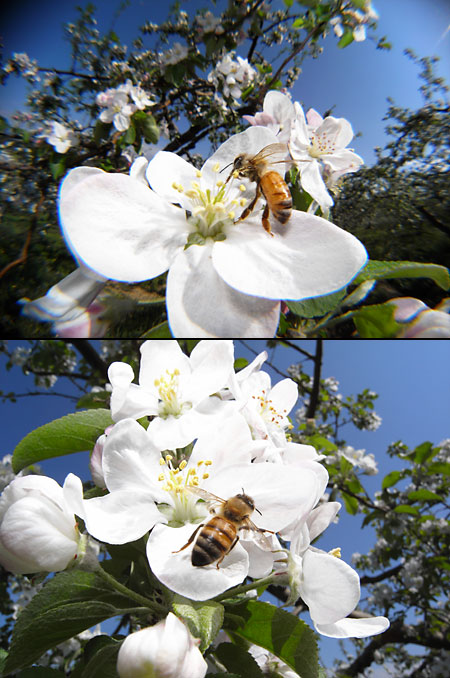 リンゴの花とミツバチ