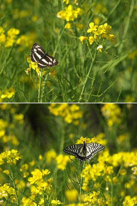 コミスジとアゲハ