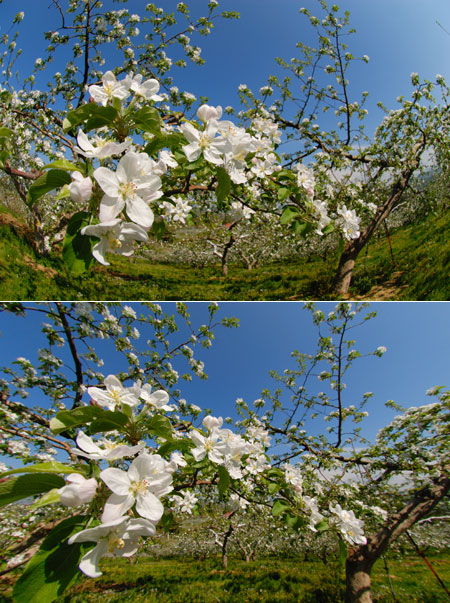 リンゴの花が満開