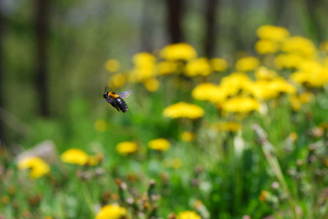 クマバチのホバリング