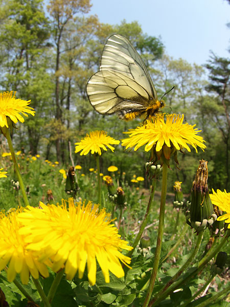 今年初めてのウスバシロチョウ