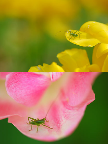 チューリップの花の上のヤブキリ
