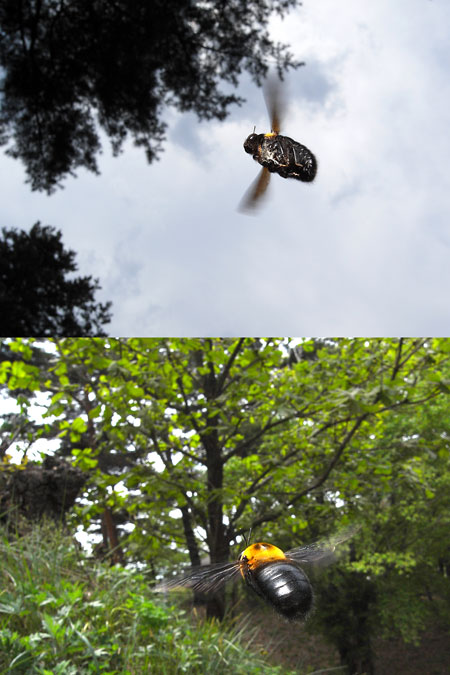 クマバチのホバリング（コンパクトデジカメ）
